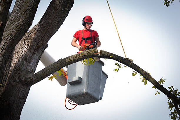 Best Tree Trimming Near Me  in Parkland, WA